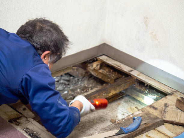 Best Commercial Mold Removal  in Perryman, MD