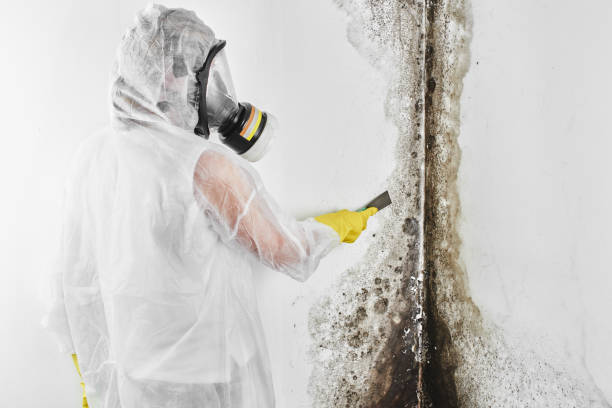 Best Attic Mold Removal  in Perryman, MD