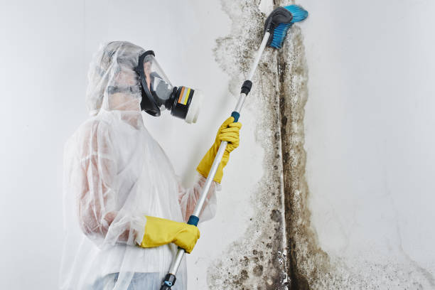 Best Black Mold Removal  in Perryman, MD