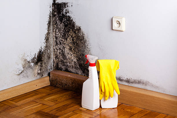 Best Mold Testing and Removal  in Perryman, MD