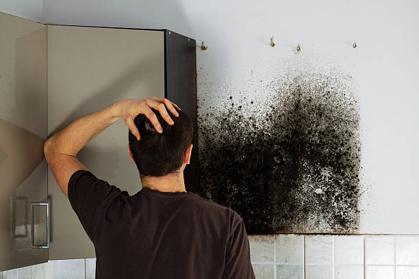 Best Mold Testing  in Perryman, MD