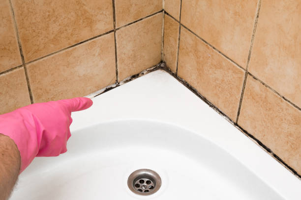 Best Mold Cleaning Services  in Perryman, MD